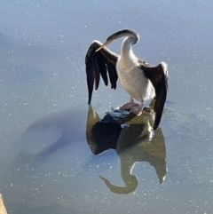 Anhinga novaehollandiae at Yarralumla, ACT - 31 May 2021 12:15 PM