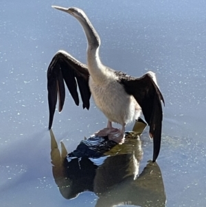 Anhinga novaehollandiae at Yarralumla, ACT - 31 May 2021 12:15 PM