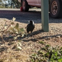 Gymnorhina tibicen (Australian Magpie) at Eastern Hill Reserve - 31 May 2021 by ChrisAllen