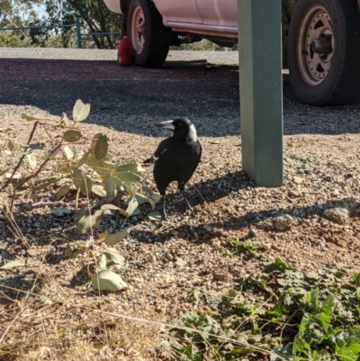 Gymnorhina tibicen (Australian Magpie) at Eastern Hill Reserve - 31 May 2021 by ChrisAllen