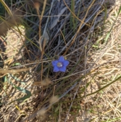 Wahlenbergia sp. (Bluebell) at Albury - 31 May 2021 by ChrisAllen