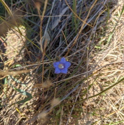 Wahlenbergia sp. (Bluebell) at Eastern Hill Reserve - 31 May 2021 by ChrisAllen