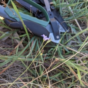 Wahlenbergia sp. at Albury - 31 May 2021