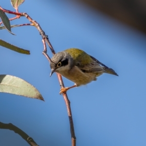 Melithreptus brevirostris at Jerrawa, NSW - 29 May 2021