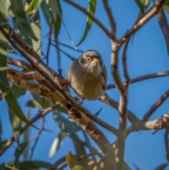 Melithreptus brevirostris at Jerrawa, NSW - 29 May 2021