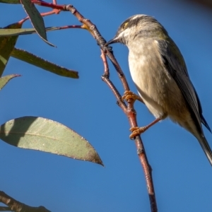 Melithreptus brevirostris at Jerrawa, NSW - 29 May 2021