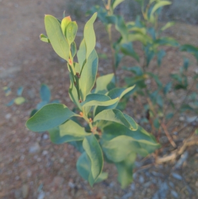 Daviesia latifolia (Hop Bitter-Pea) at Eastern Hill Reserve - 31 May 2021 by ChrisAllen