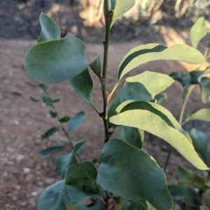 Daviesia latifolia at East Albury, NSW - 31 May 2021