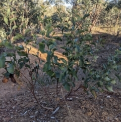 Daviesia latifolia at East Albury, NSW - 31 May 2021 08:57 AM