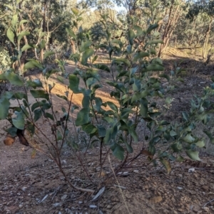 Daviesia latifolia at East Albury, NSW - 31 May 2021