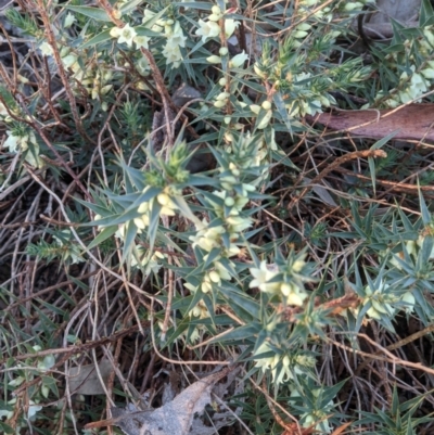 Melichrus urceolatus (Urn Heath) at Eastern Hill Reserve - 30 May 2021 by ChrisAllen