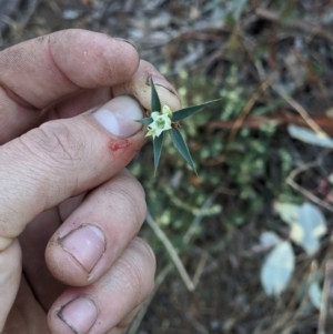 Melichrus urceolatus at Albury - 31 May 2021