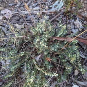 Melichrus urceolatus at Albury - 31 May 2021