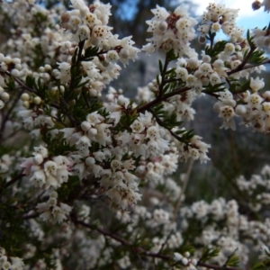 Cryptandra amara at Boro, NSW - suppressed