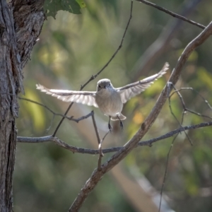 Pachycephala pectoralis at Jerrawa, NSW - 29 May 2021