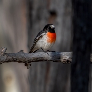 Petroica boodang at Lade Vale, NSW - 29 May 2021