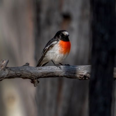 Petroica boodang (Scarlet Robin) at Lade Vale, NSW - 29 May 2021 by trevsci