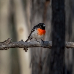 Petroica boodang at Lade Vale, NSW - 29 May 2021