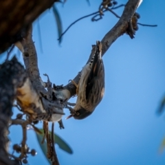 Daphoenositta chrysoptera (Varied Sittella) at Jerrawa, NSW - 29 May 2021 by trevsci