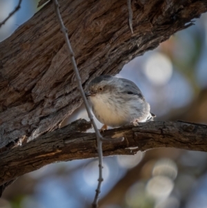 Daphoenositta chrysoptera at Jerrawa, NSW - 29 May 2021