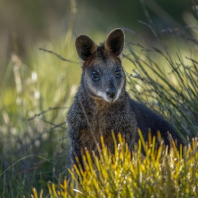 Wallabia bicolor (Swamp Wallaby) at Jerrawa, NSW - 29 May 2021 by trevsci