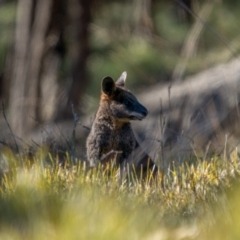 Wallabia bicolor at Jerrawa, NSW - 29 May 2021