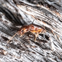 Austrocardiophorus sp. (genus) (Click beetle) at Black Mountain - 31 May 2021 by Roger