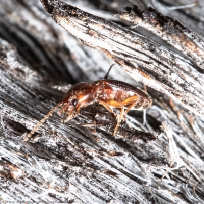 Austrocardiophorus sp. (genus) (Click beetle) at Black Mountain - 31 May 2021 by Roger