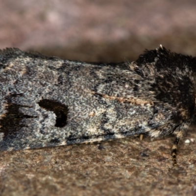 Thoracolopha verecunda (A Noctuid moth (Acronictinae)) at Melba, ACT - 13 Nov 2020 by Bron