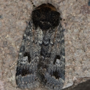 Thoracolopha verecunda at Melba, ACT - 13 Nov 2020