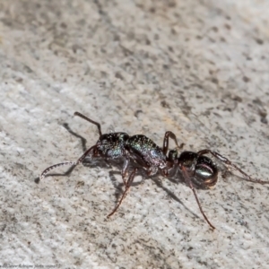 Rhytidoponera metallica at Downer, ACT - 31 May 2021