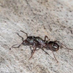 Rhytidoponera metallica (Greenhead ant) at Downer, ACT - 31 May 2021 by Roger