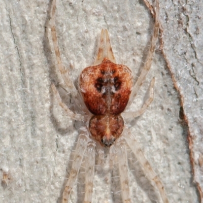 Tamopsis sp. (genus) (Two-tailed spider) at Gigerline Nature Reserve - 31 May 2021 by rawshorty