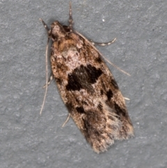 Barea melanodelta (A Barea Moth) at Melba, ACT - 11 Nov 2020 by Bron