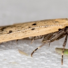 Atheropla decaspila (A concealer moth) at Melba, ACT - 11 Nov 2020 by Bron