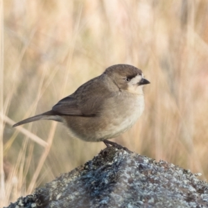 Aphelocephala leucopsis at Tuggeranong DC, ACT - 31 May 2021