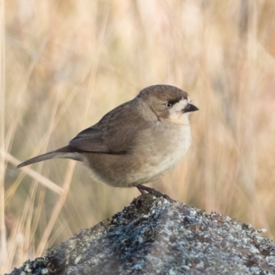 Aphelocephala leucopsis (Southern Whiteface) at McQuoids Hill - 30 May 2021 by patrickcox