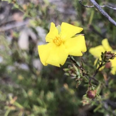 Hibbertia calycina (Lesser Guinea-flower) at Bruce, ACT - 31 May 2021 by rainer