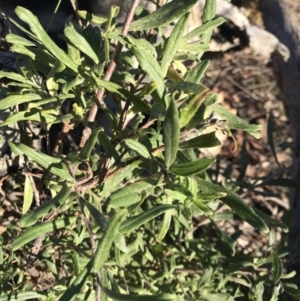 Billardiera scandens at Bruce, ACT - 31 May 2021