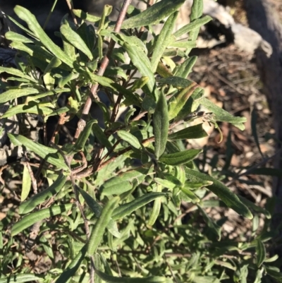 Billardiera scandens (Hairy Apple Berry) at Bruce Ridge to Gossan Hill - 31 May 2021 by rainer