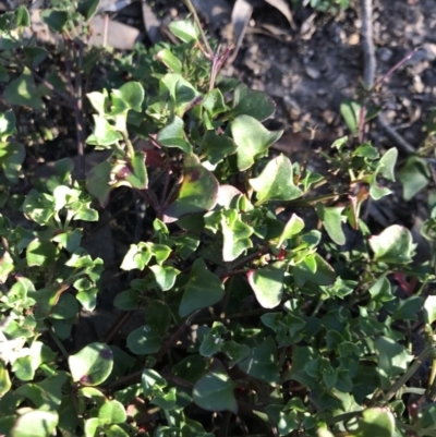 Einadia hastata (Berry Saltbush) at Bruce, ACT - 31 May 2021 by rainer