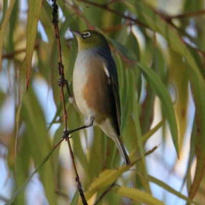 Zosterops lateralis (Silvereye) at Albury - 31 May 2021 by PaulF