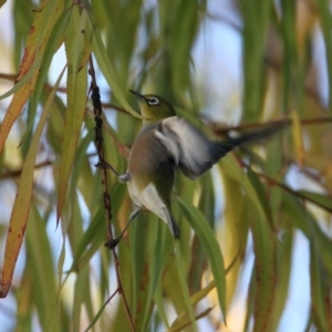 Zosterops lateralis at South Albury, NSW - 31 May 2021