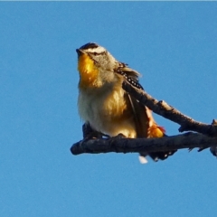 Pardalotus punctatus (Spotted Pardalote) at Hughes, ACT - 31 May 2021 by Ct1000