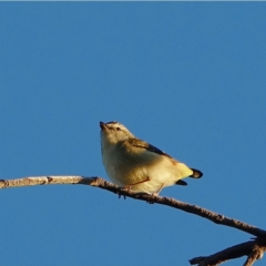 Pardalotus punctatus at Hughes, ACT - 31 May 2021