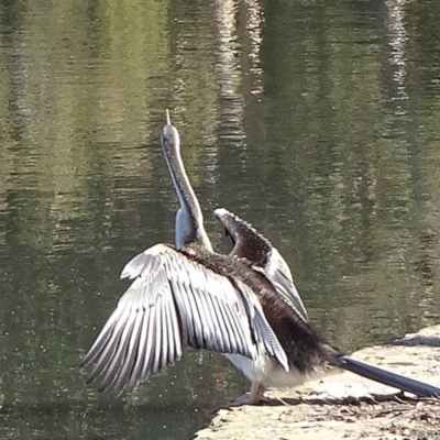 Anhinga novaehollandiae (Australasian Darter) at Commonwealth & Kings Parks - 9 May 2021 by JanetRussell