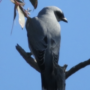 Coracina novaehollandiae at Symonston, ACT - 31 May 2021