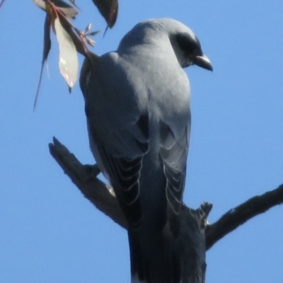 Coracina novaehollandiae (Black-faced Cuckooshrike) at Callum Brae - 30 May 2021 by RobParnell