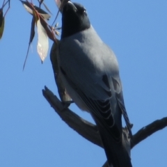 Coracina novaehollandiae at Symonston, ACT - 31 May 2021