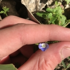 Veronica persica (Creeping Speedwell) at Red Hill to Yarralumla Creek - 23 May 2021 by Tapirlord